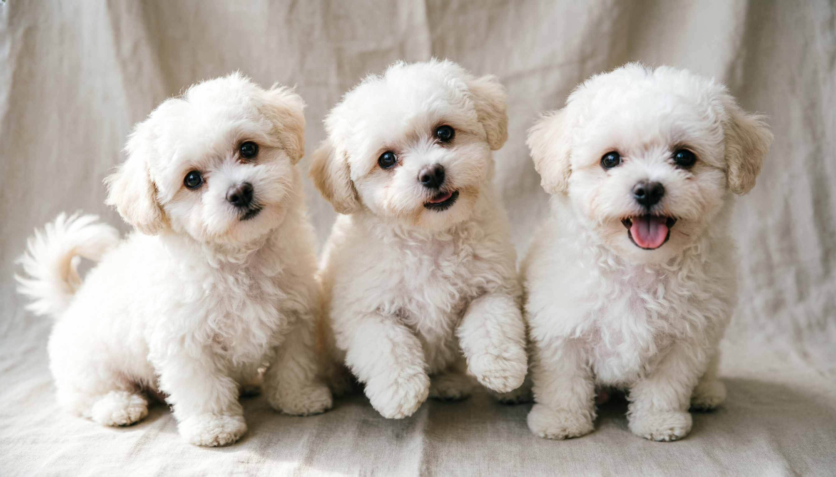 Small white fluffy dog breeds Maltese Bichon Pomeranian style companions